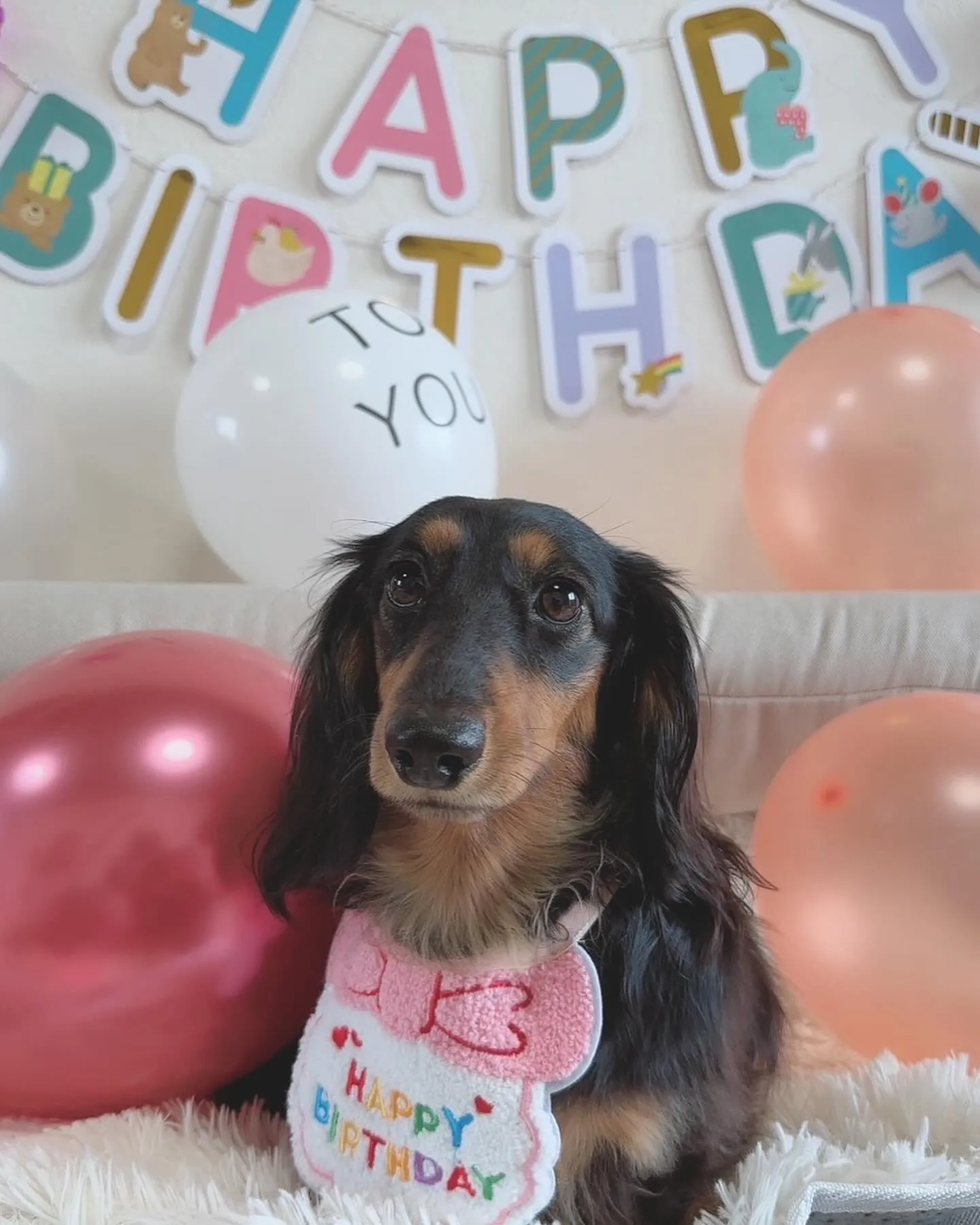 たらとマイクの子たち、お誕生日おめでとう〜‼️✨