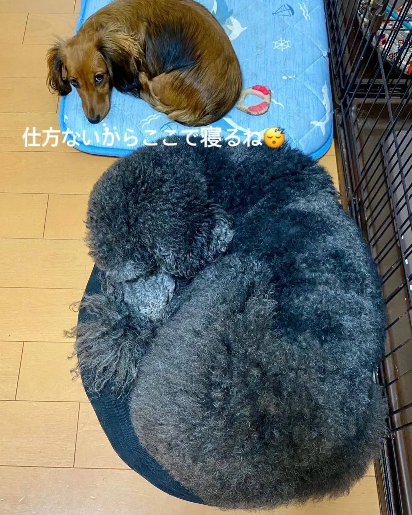 うちの恒例行事🐶ベッドの取り合い🛏️💥