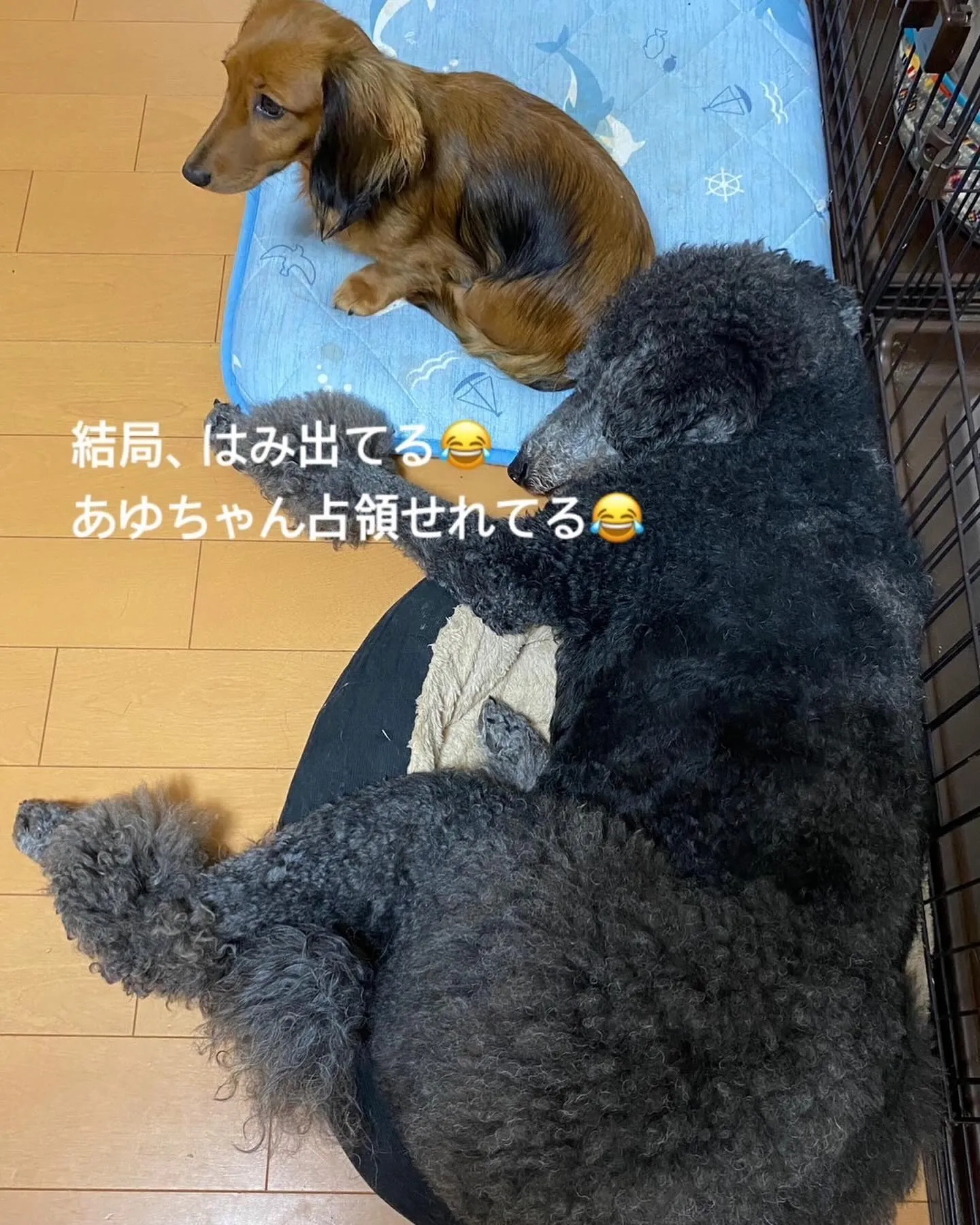 うちの恒例行事🐶ベッドの取り合い🛏️💥