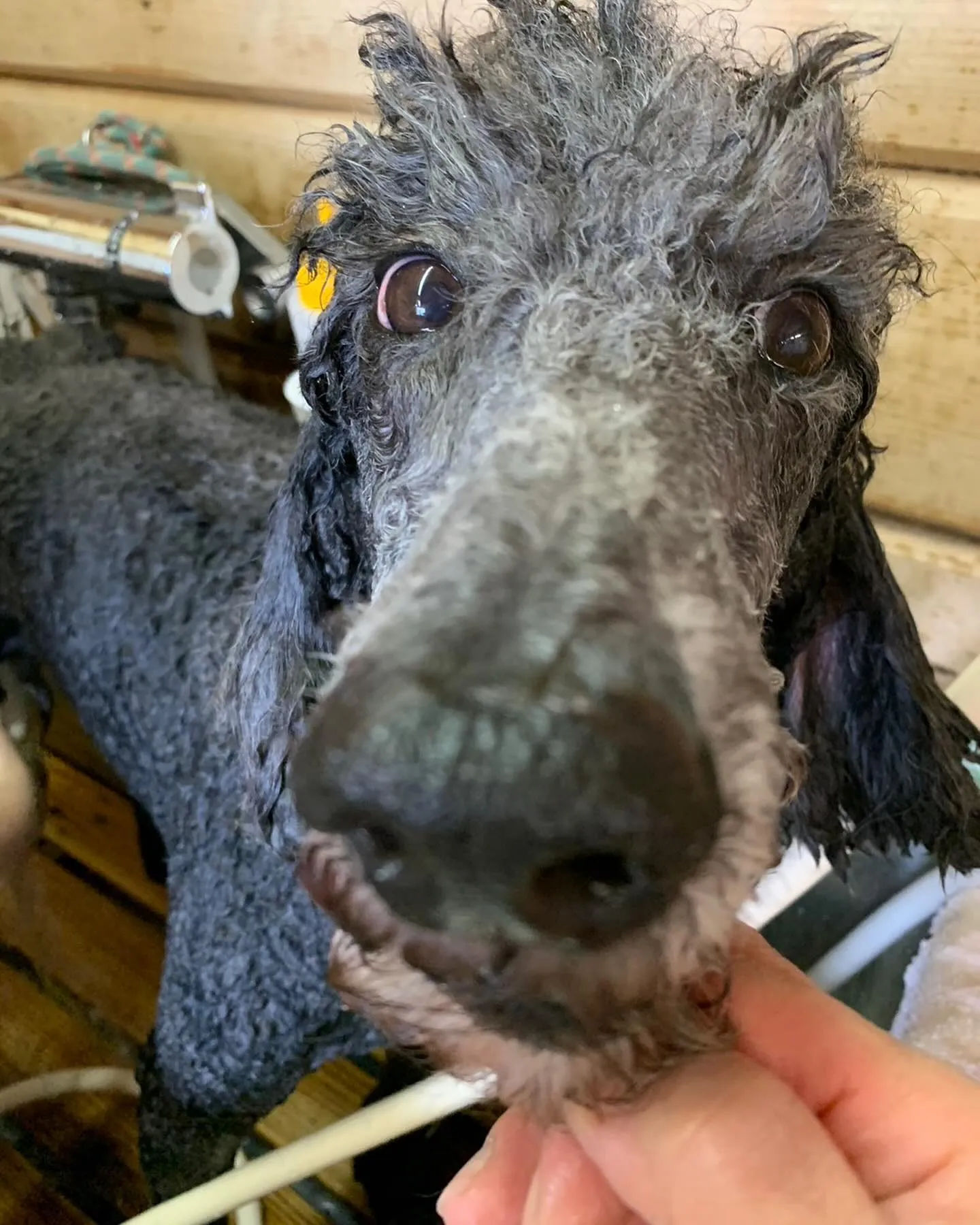 ルーちゃんの、トリミング中✂️のお写真もらいました🎶