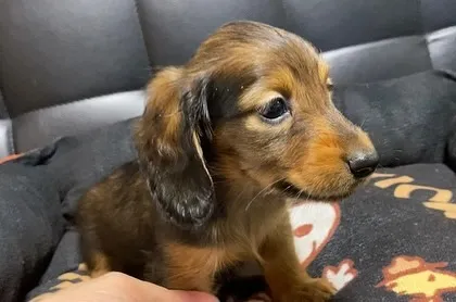 2024.7.26生まれのシェーデッドレッドの男の子🐾