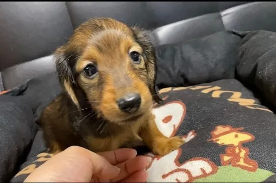 2024.7.26生まれのシェーデッドレッドの男の子🐾