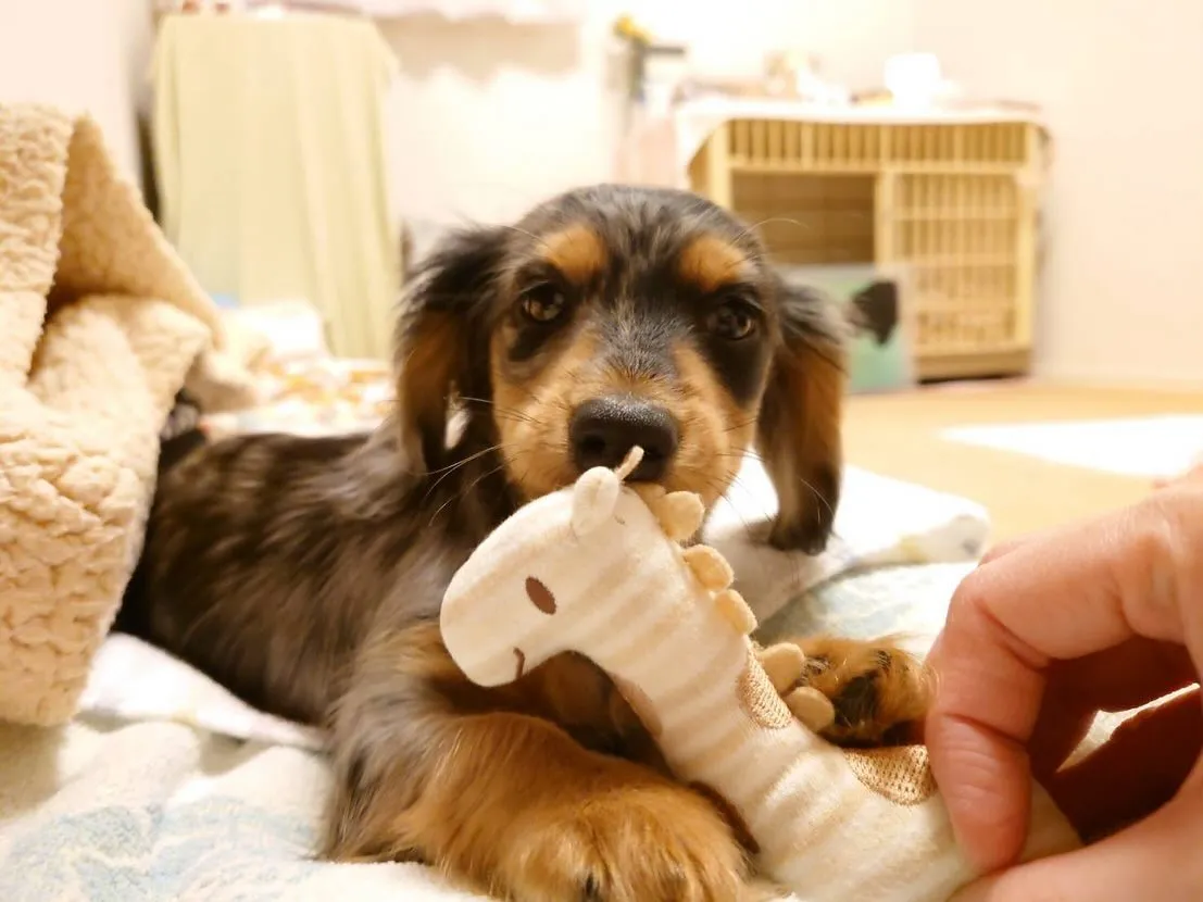 なもちゃん🐾おもちゃでハッピー編🍀