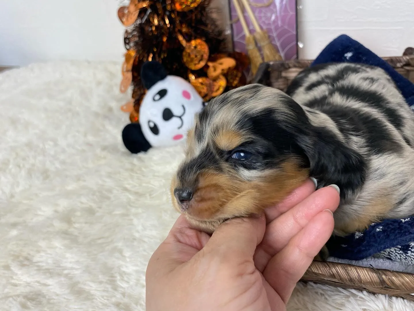 シルバーダップルイエローの男の子🐾🐼🐾