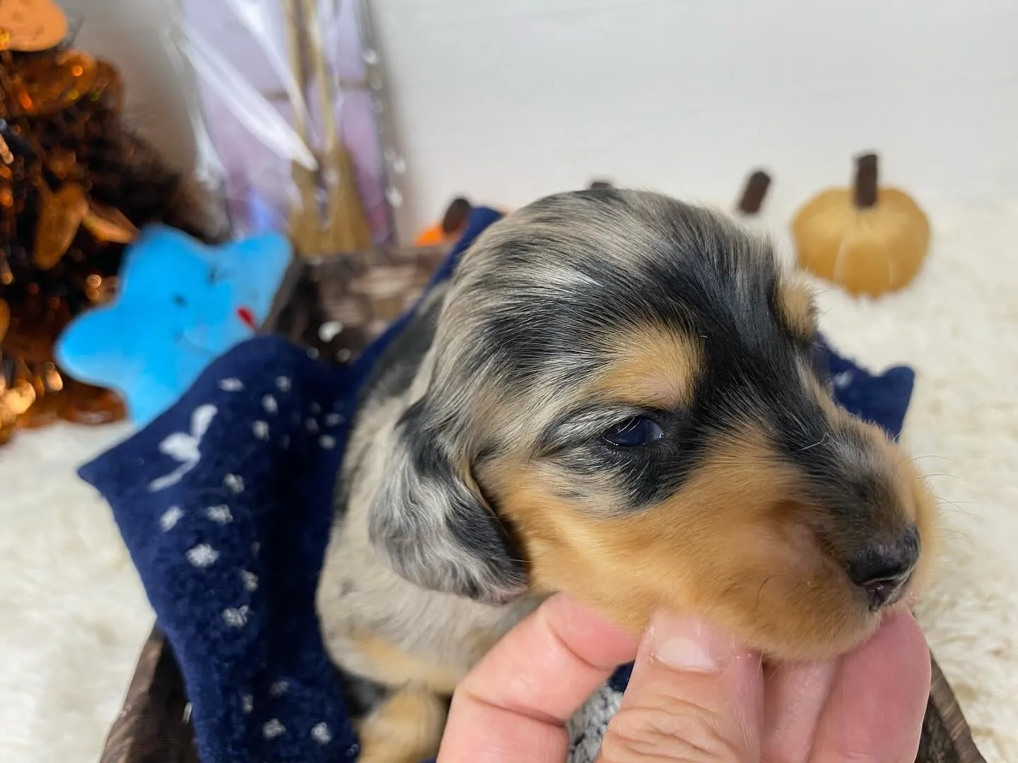 シルバーダップルの男の子🐾