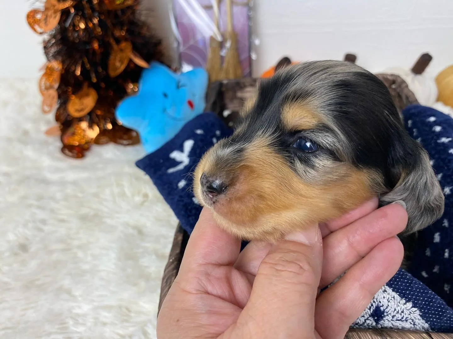 シルバーダップルの男の子🐾