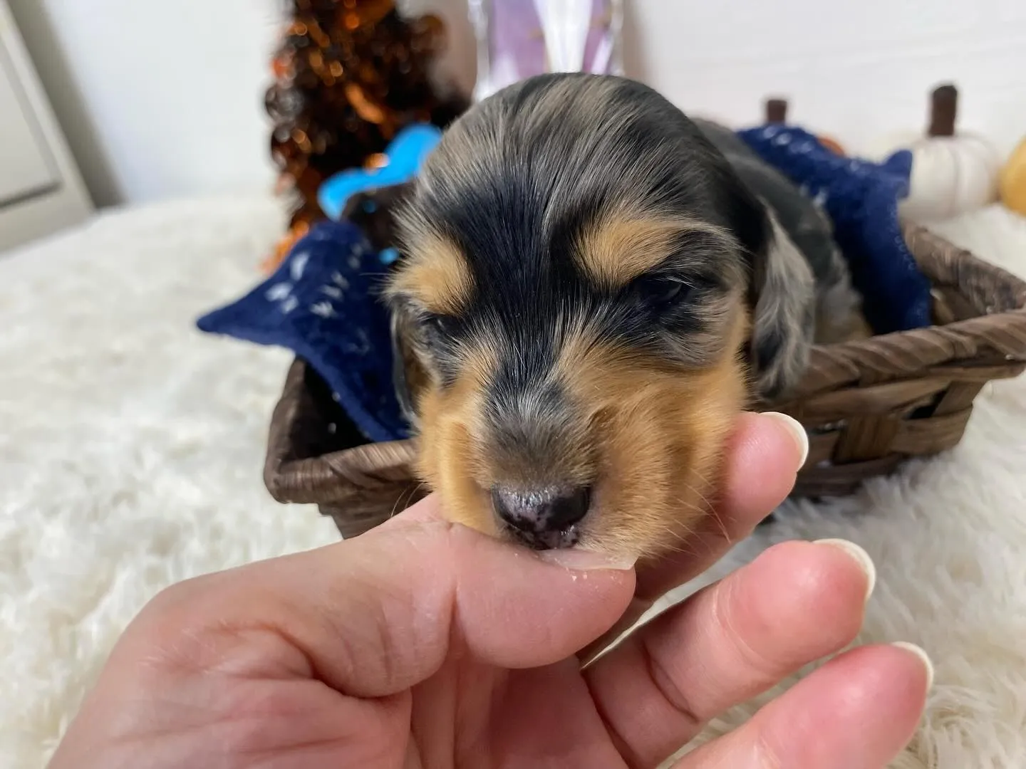 シルバーダップルの男の子🐾