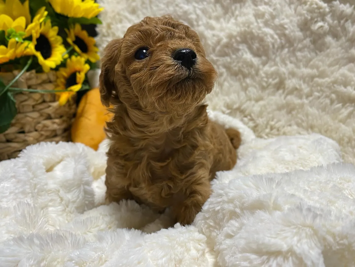 2024.9.23生まれのトイプードル　レッドの男の子🐾玩具...