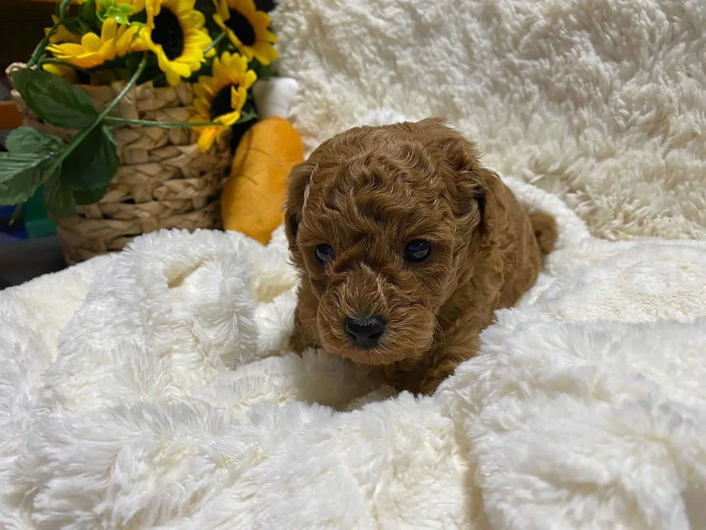 2024.9.23生まれのトイプードル　レッドの男の子🐾玩具...