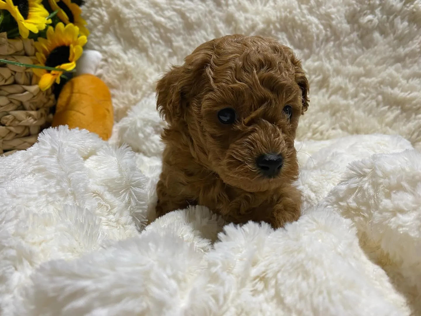 2024.9.23生まれのトイプードル　レッドの男の子🐾玩具...