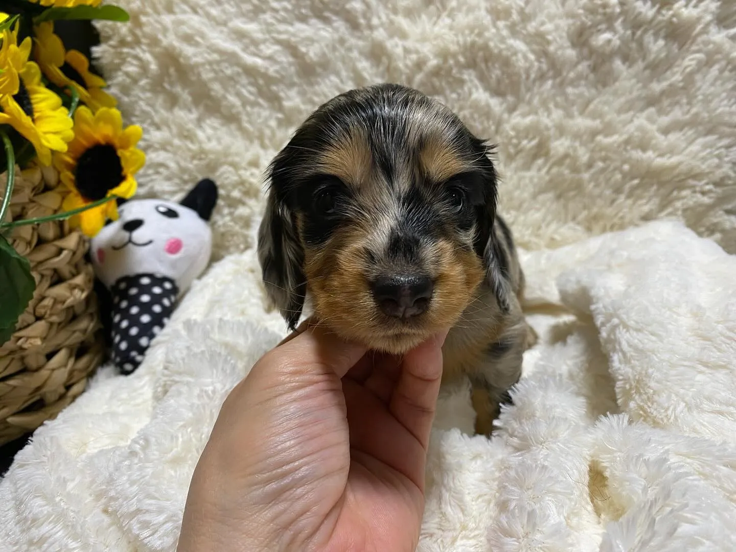 2024.9.24生まれのシルバーダップルイエローの男の子🐾