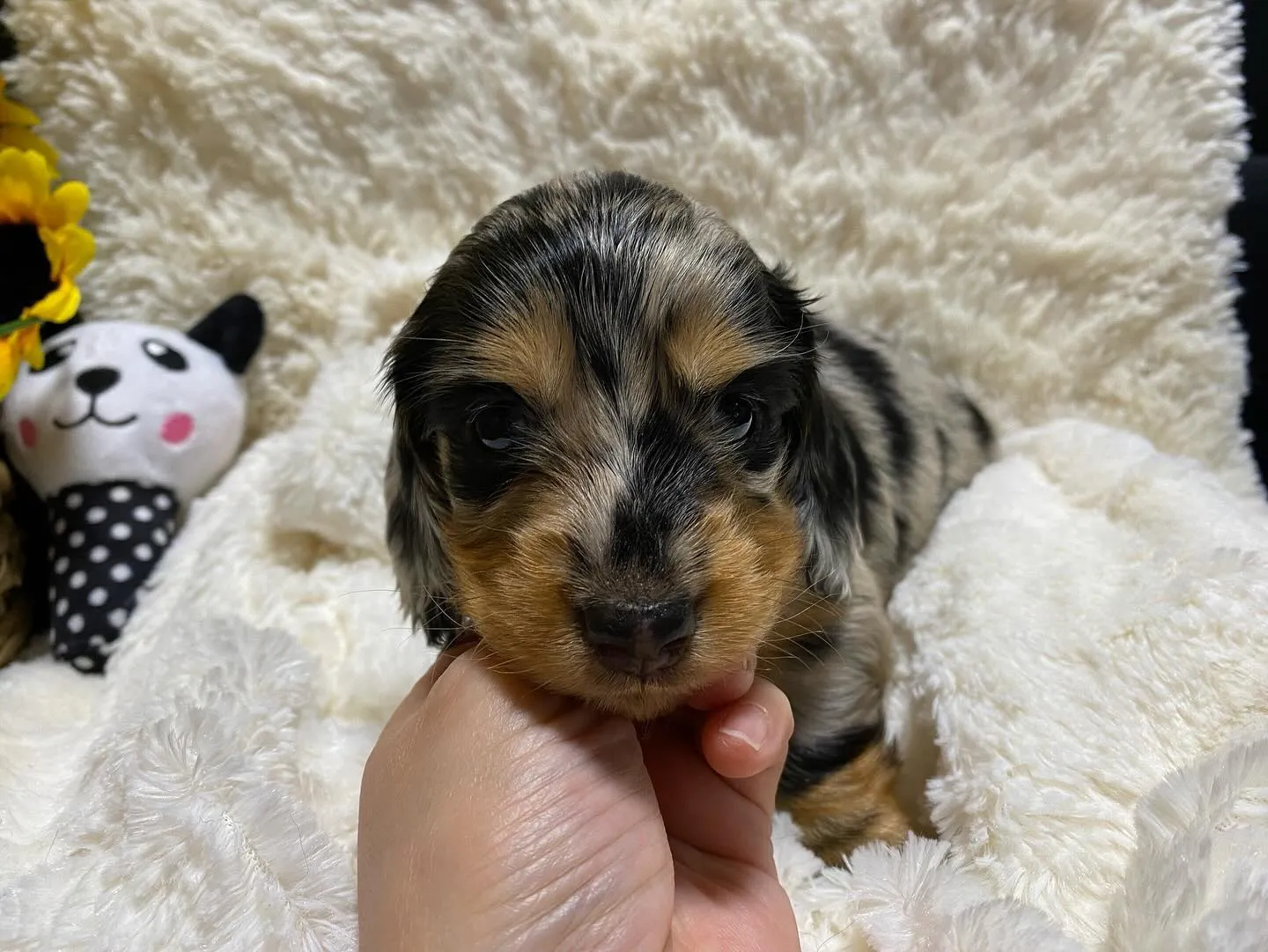 2024.9.24生まれのシルバーダップルイエローの男の子🐾