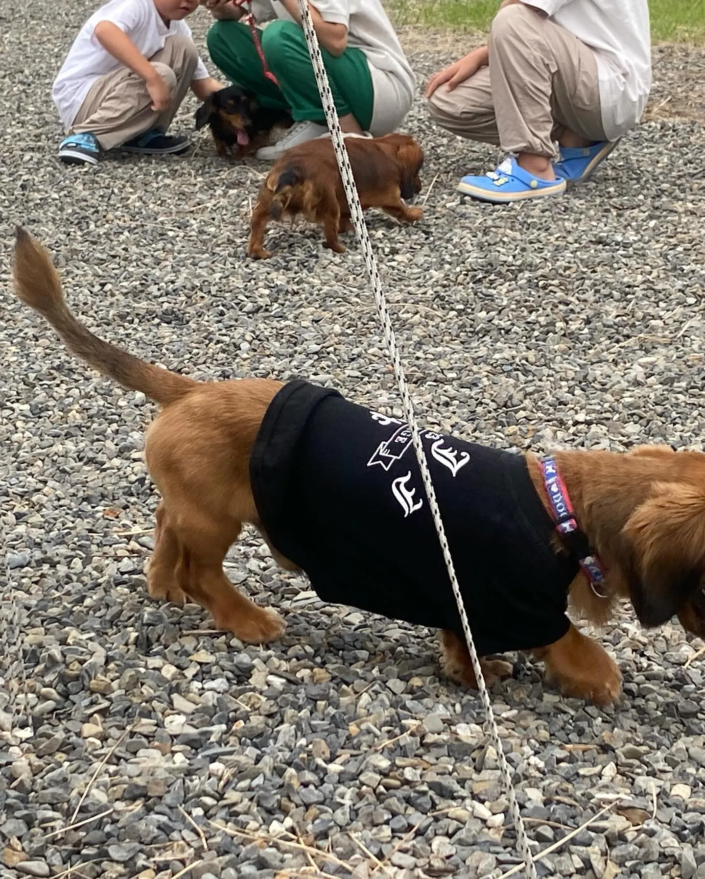 今日は、うーじ君とむぎちゃんが遊びに来てくれました🐾