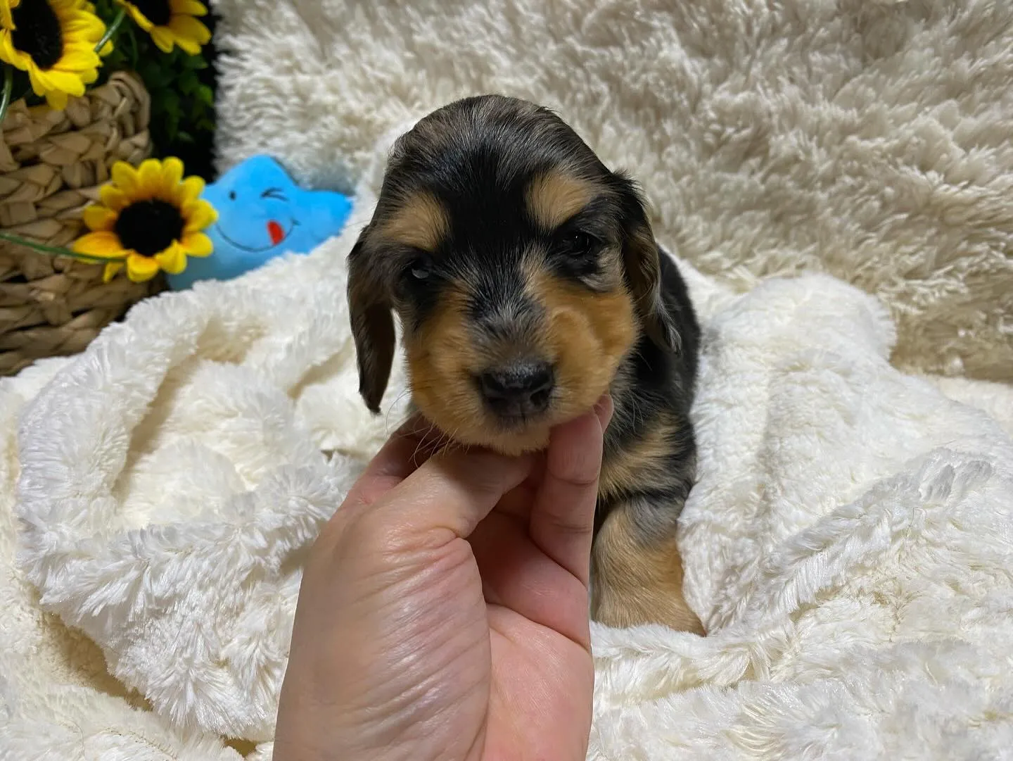 2024.9.24生まれのシルバーダップルイエローの男の子🐾