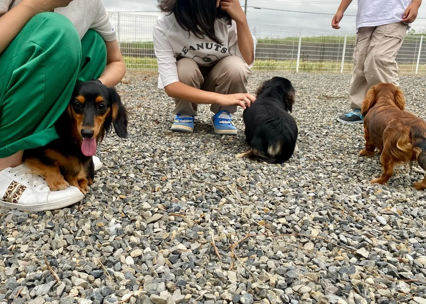 むぎちゃん、うーじ君、あゆ、えごま、ザクロ