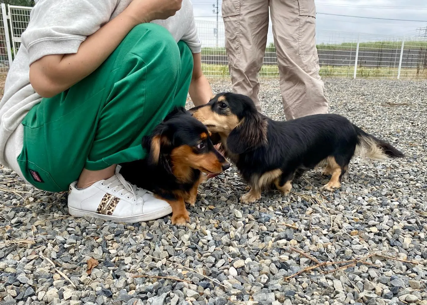 むぎちゃん、うーじ君、あゆ、えごま、ザクロ