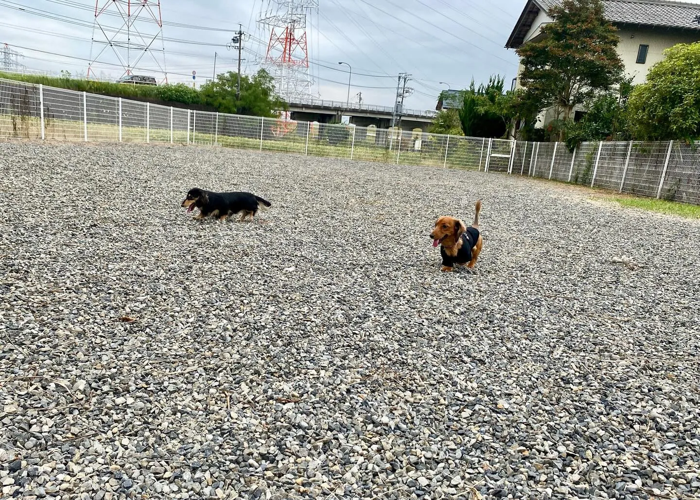 むぎちゃん、うーじ君、あゆ、えごま、ザクロ