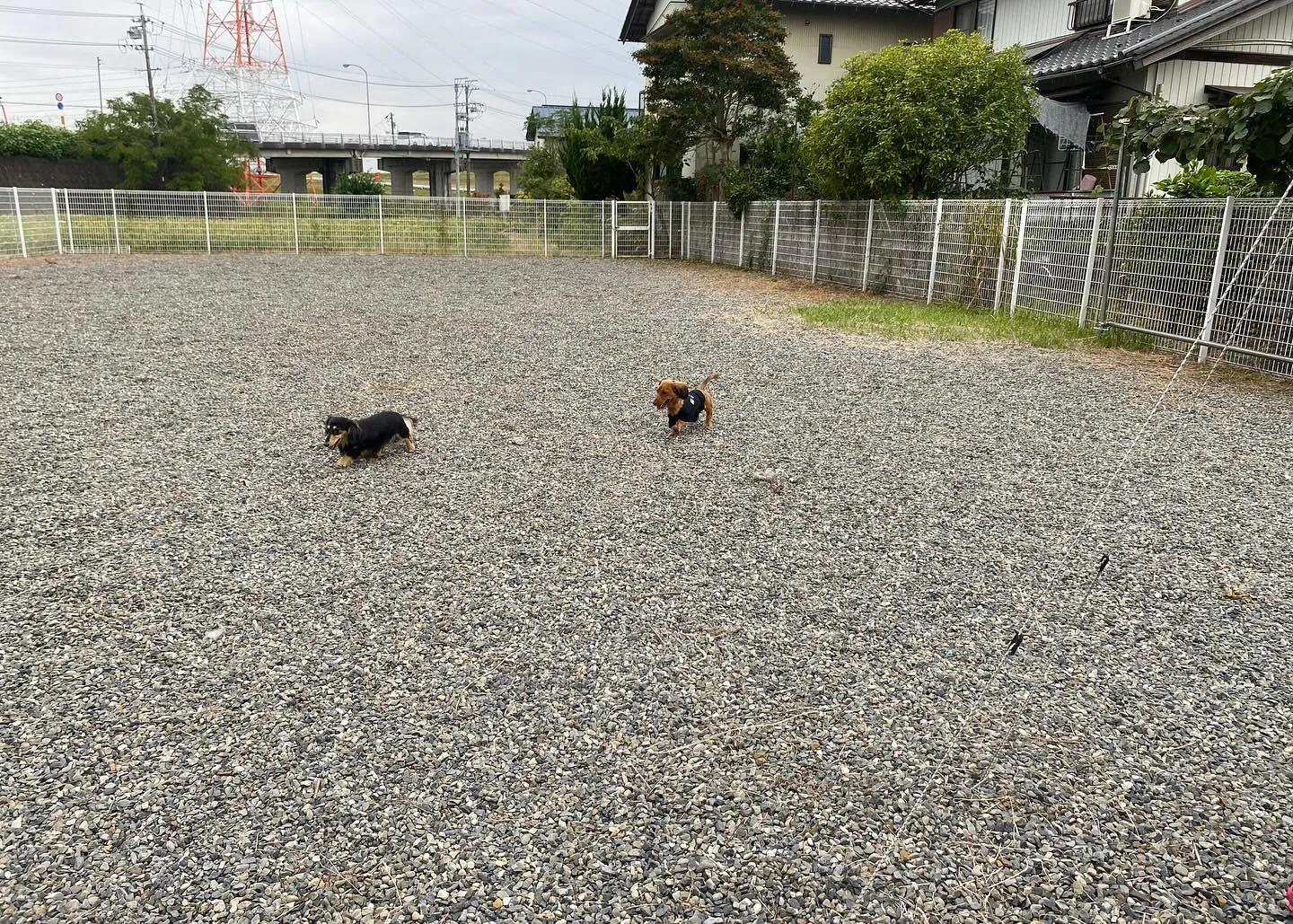 むぎちゃん、うーじ君、あゆ、えごま、ザクロ