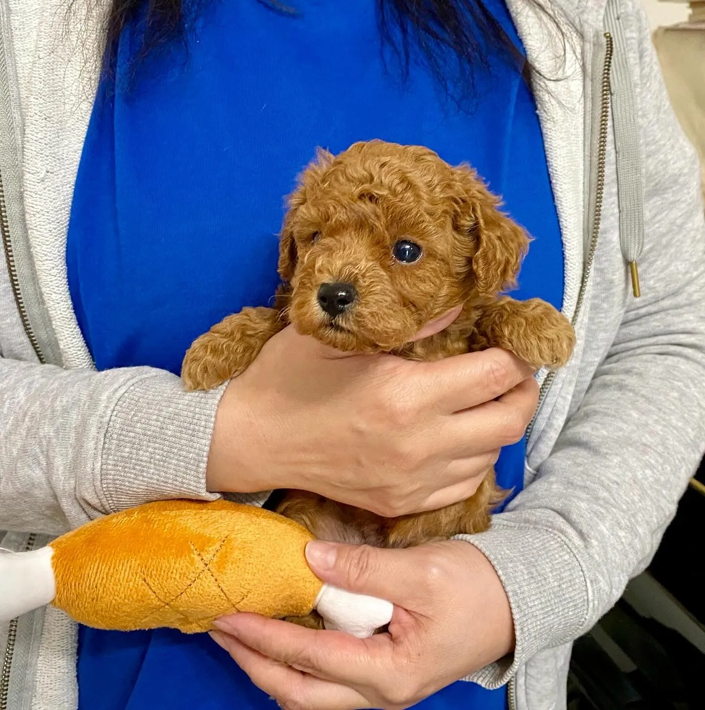 2024.9.23生まれのトイプードルのレッド男の子🐾