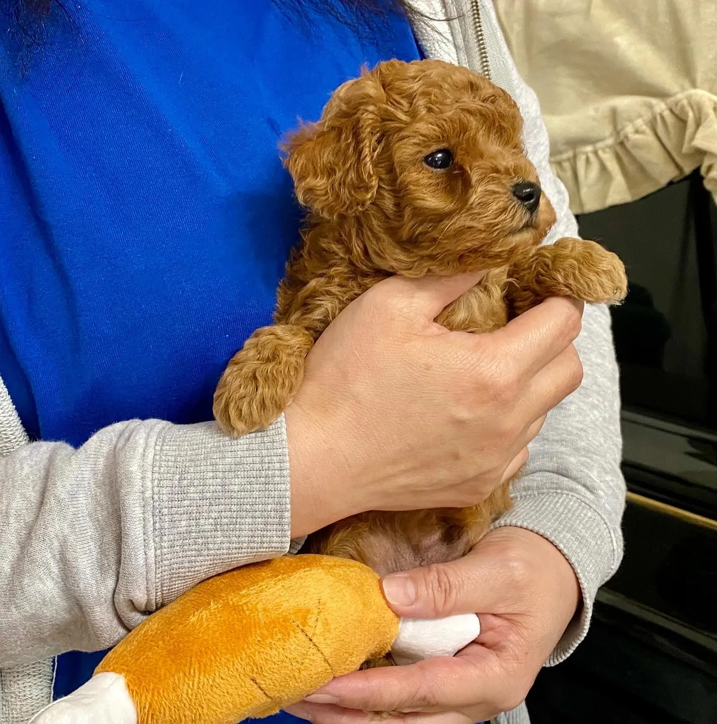 2024.9.23生まれのトイプードルのレッド男の子🐾