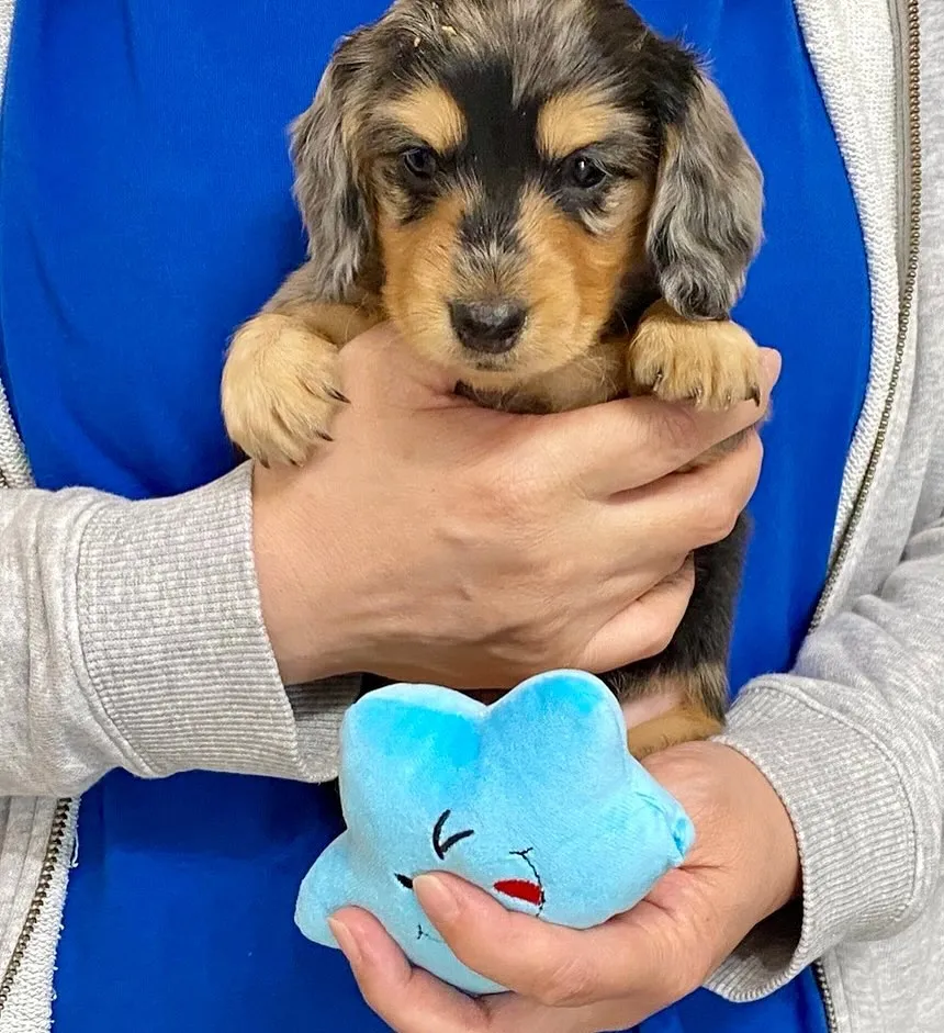 2024.9,24生まれのシルバーダップルイエローの男の子🐾