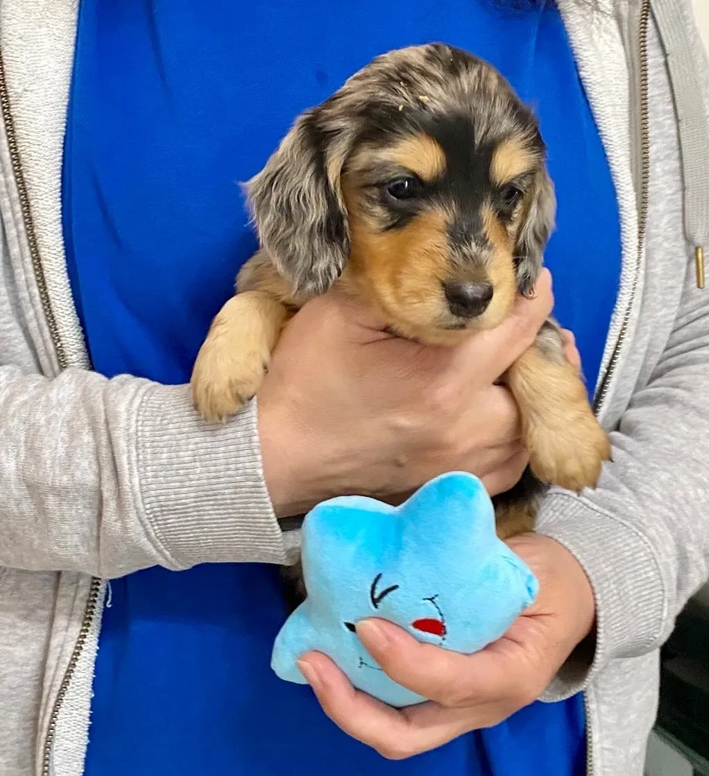 2024.9,24生まれのシルバーダップルイエローの男の子🐾