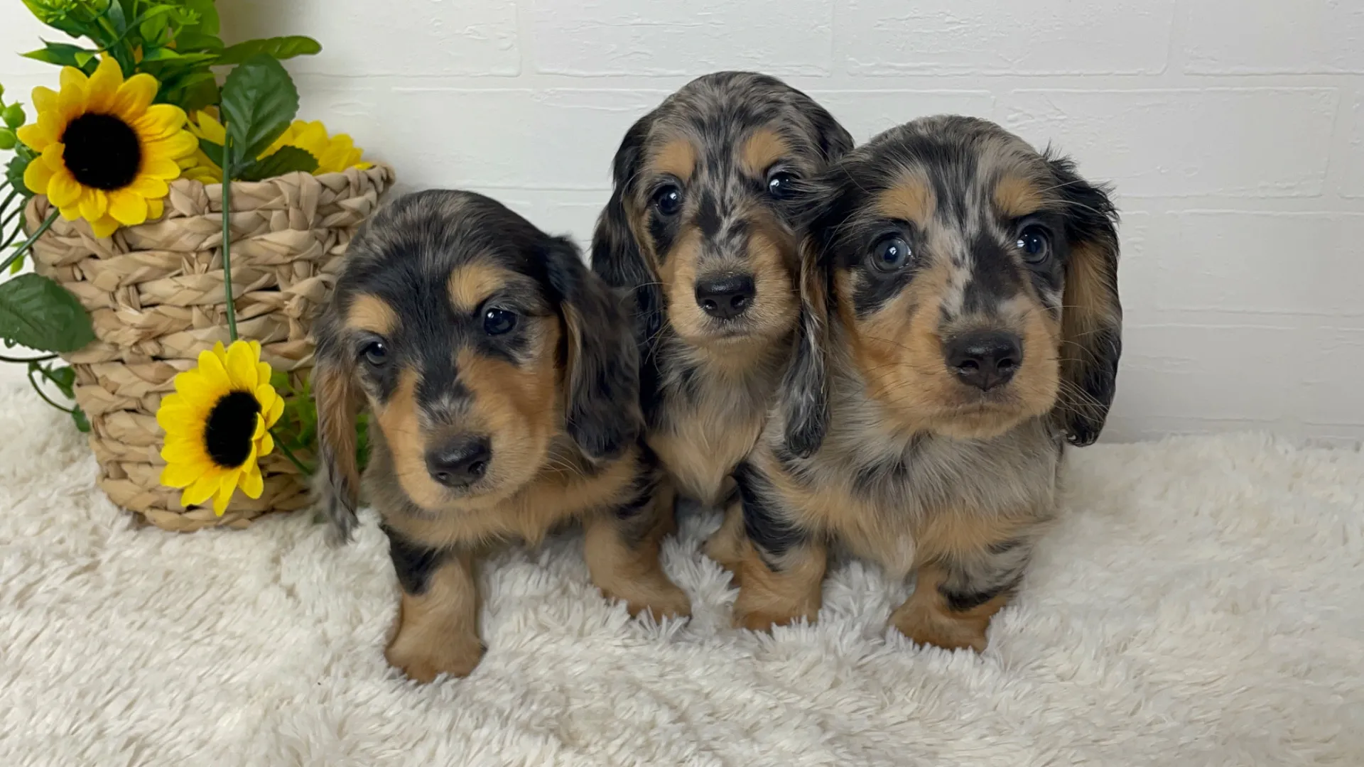 ダックスフンドの子犬たち✨