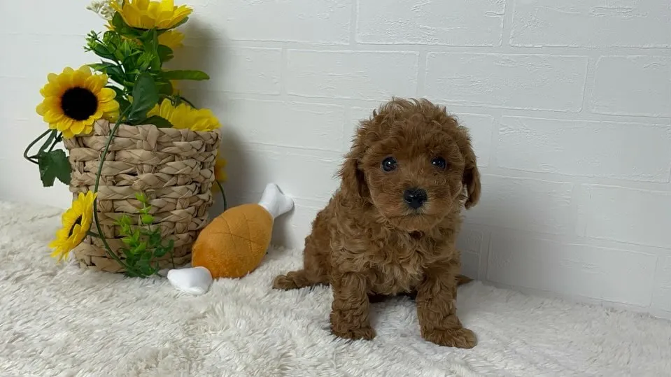 2024.9.23生まれのトイプードルの男の子🐾