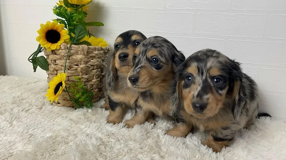 3兄弟妹🐾