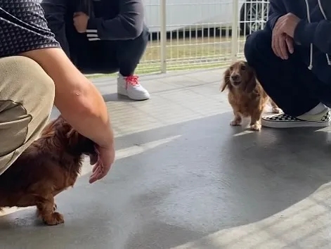 ララ君ルルちゃんが遊びに来てくれました🐾