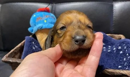 2024.11.11生まれのレッドの男の子🐾