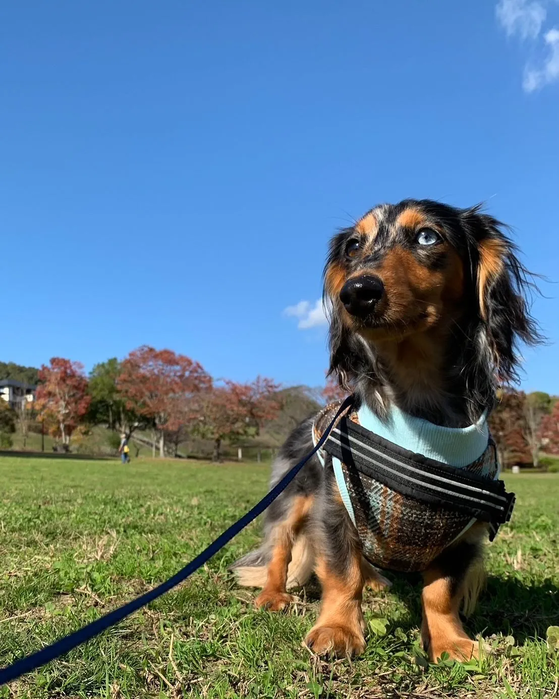 紅葉🍁&ぶんすけ君🐾