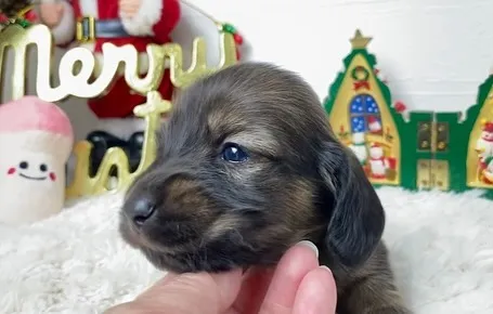 2024.11.11産まれのシェーデッドレッドの女の子🐾