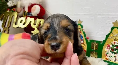 2024.11.11産まれのシルバーダップルの女の子🐾