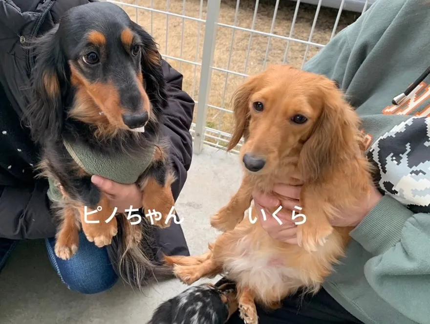 ひまわりちゃん＆ジギー君＆ピノちゃん＆うなちゃん＆クール君里...