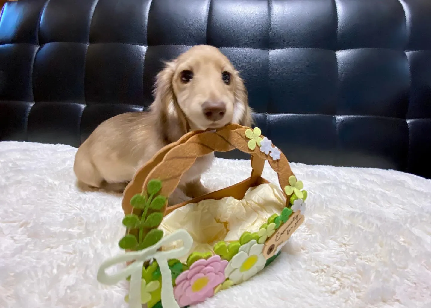 2025.1.17生まれのイエローの女の子🐾