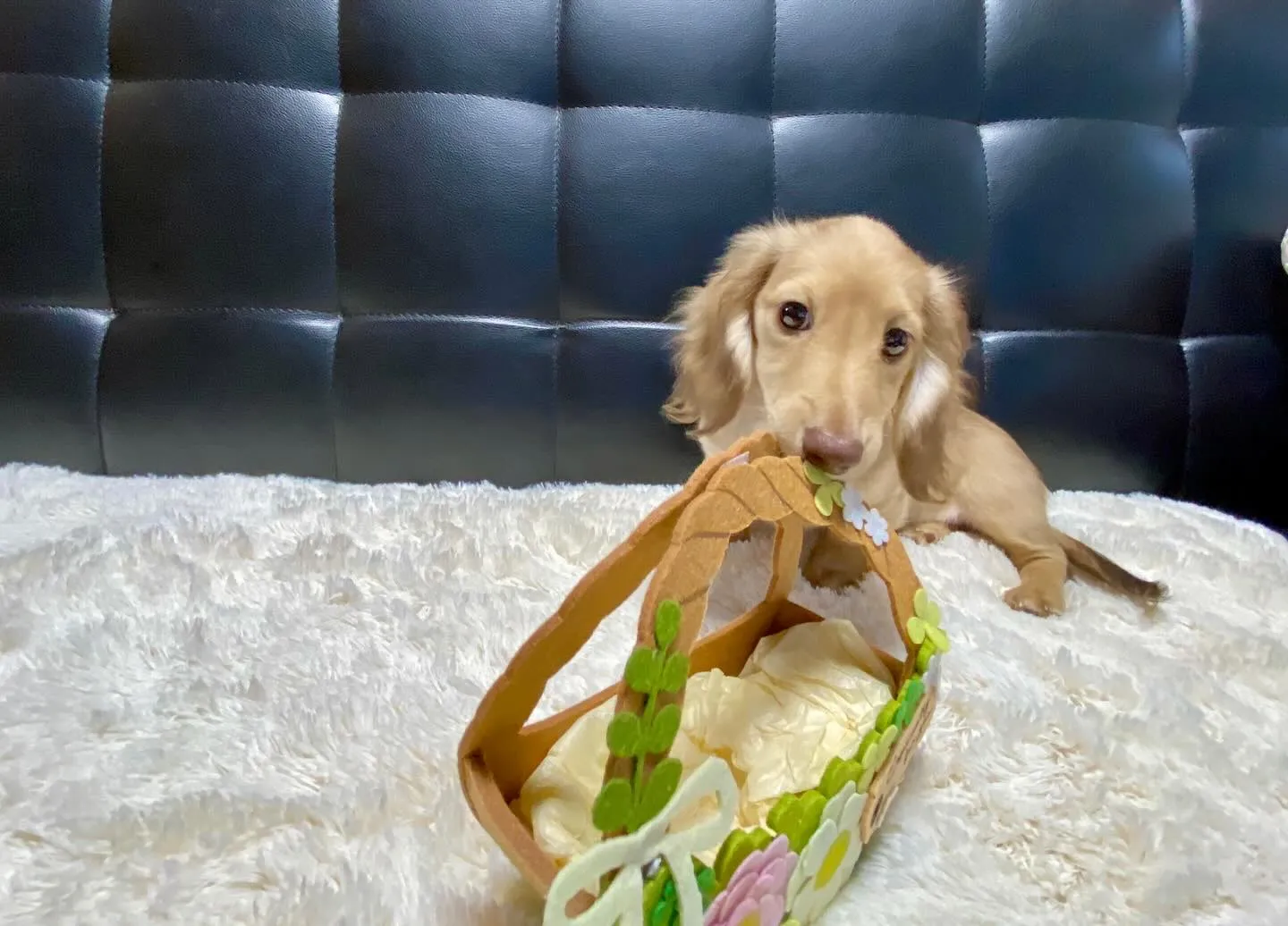 2025.1.17生まれのイエローの女の子🐾