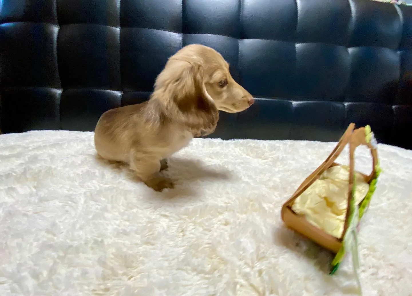 2025.1.17生まれのイエローの女の子🐾