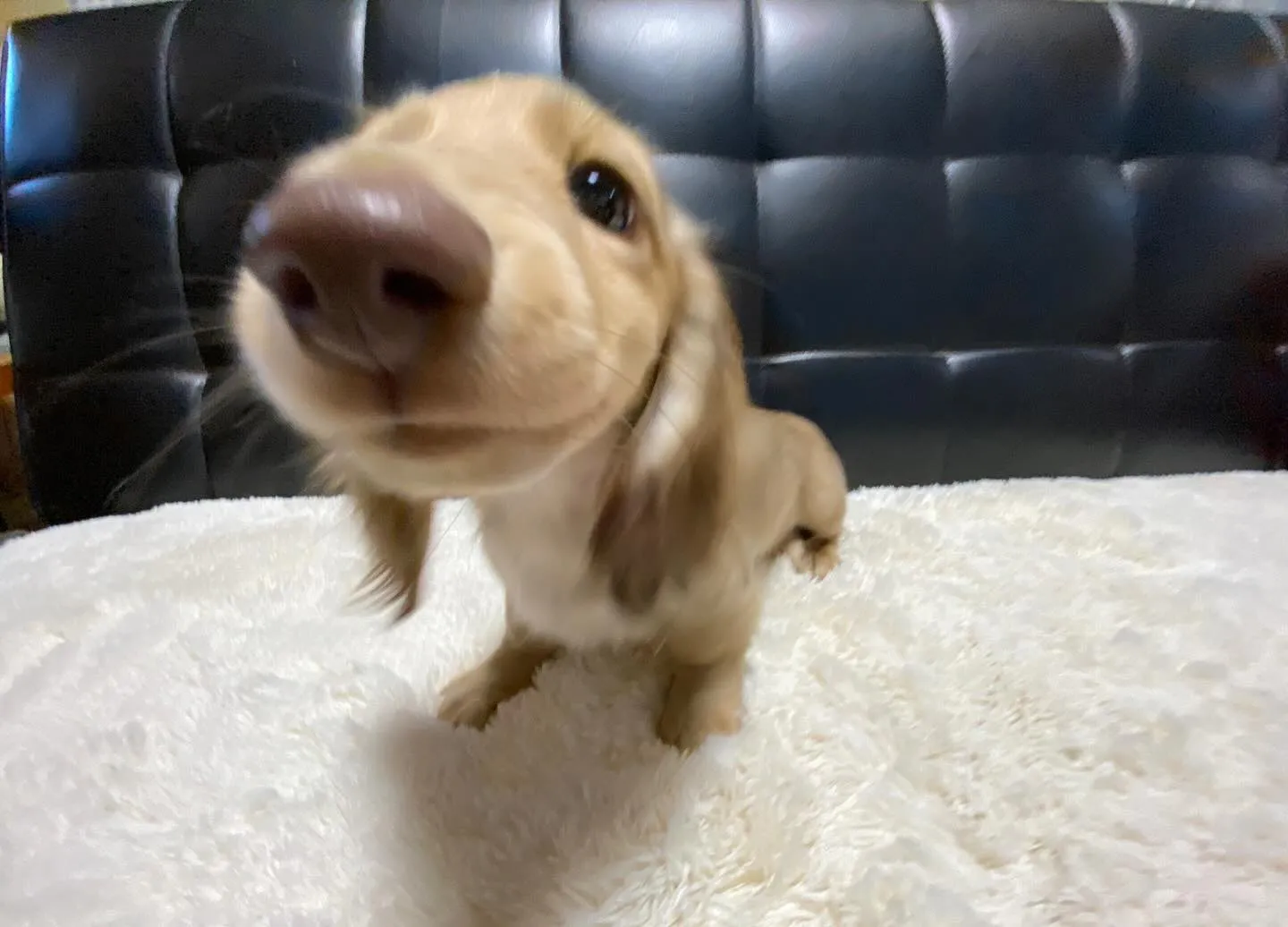 2025.1.17生まれのイエローの女の子🐾