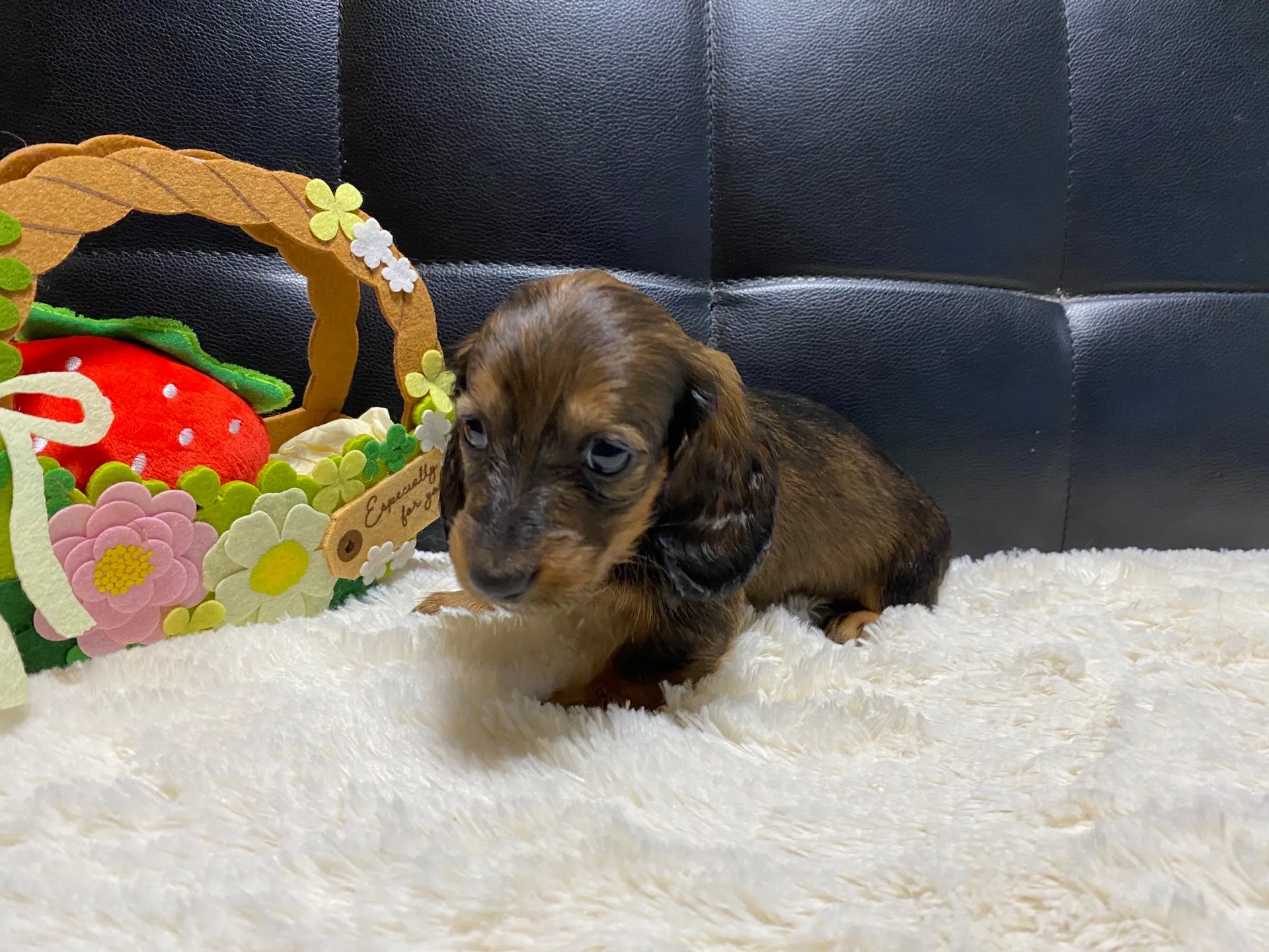 シェーデッドレッド　女の子