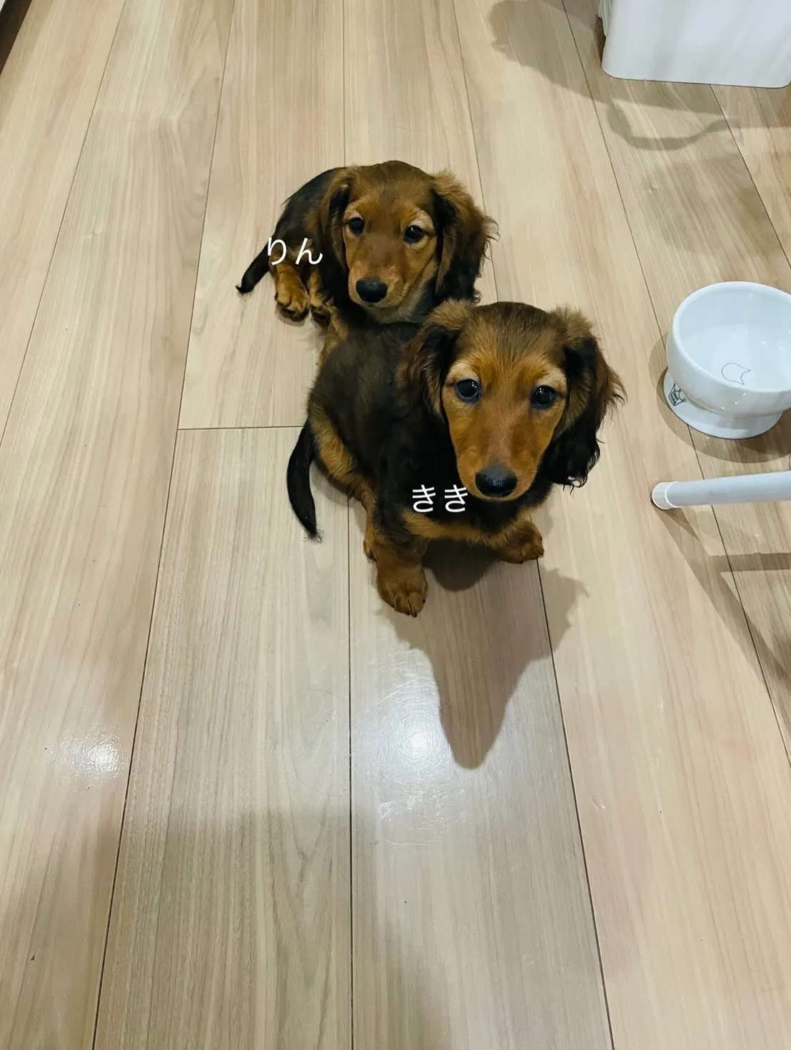 キキちゃん＆りんちゃん🐾