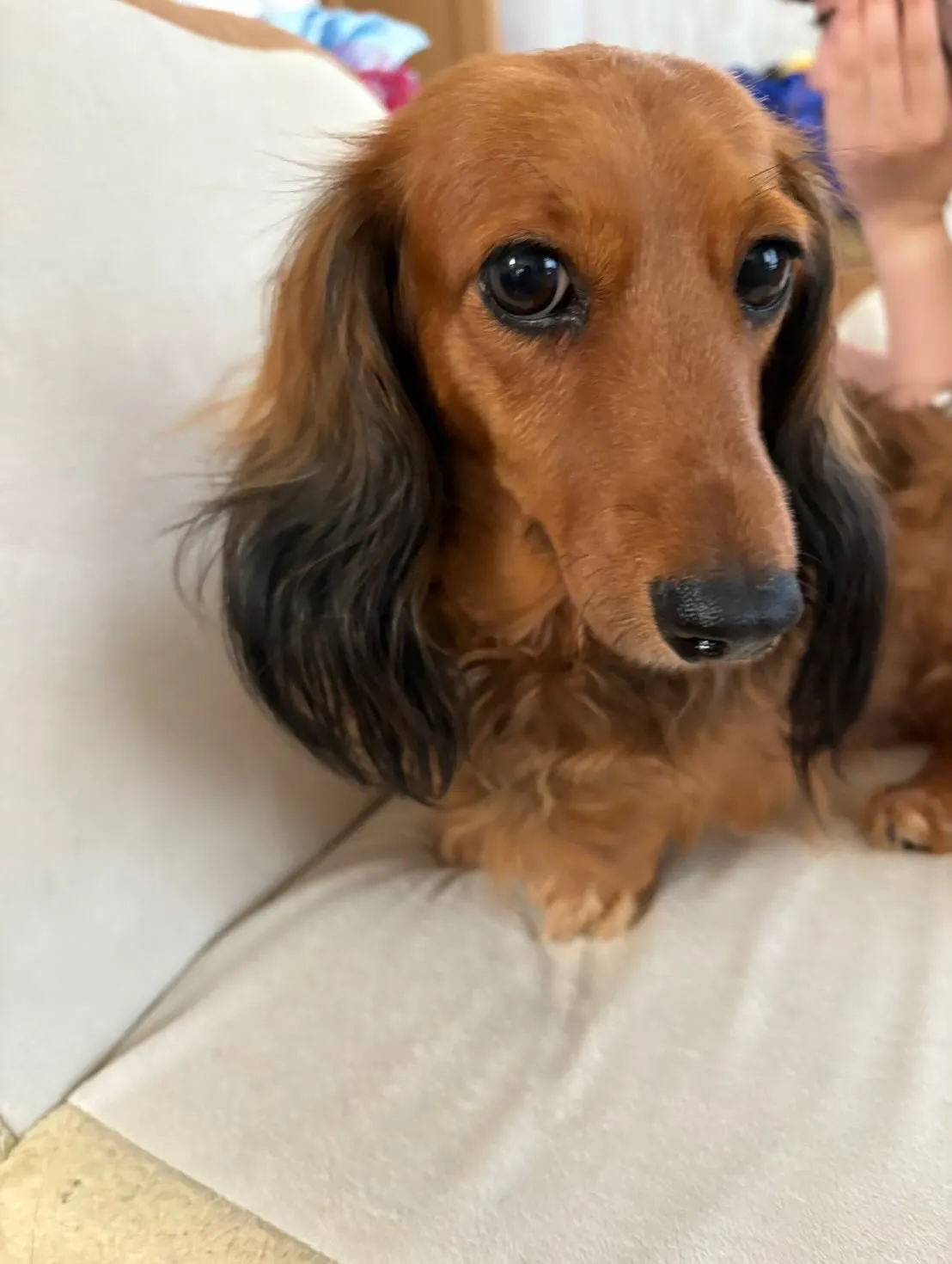 たらこちゃん🐾