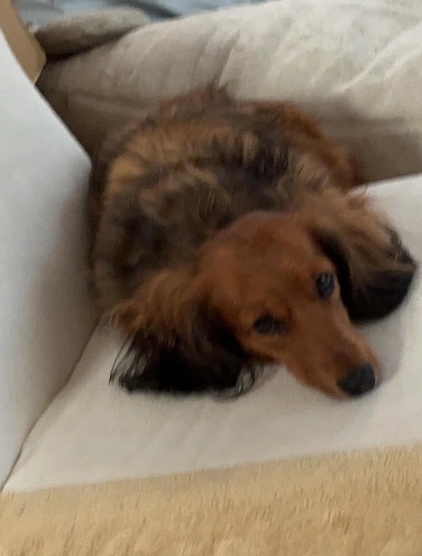 たらこちゃん🐾