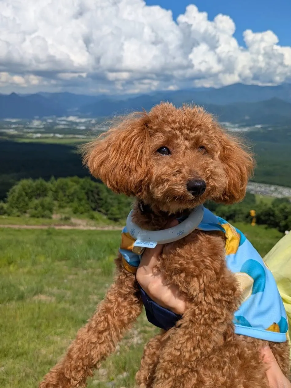 こまちちゃん🐾