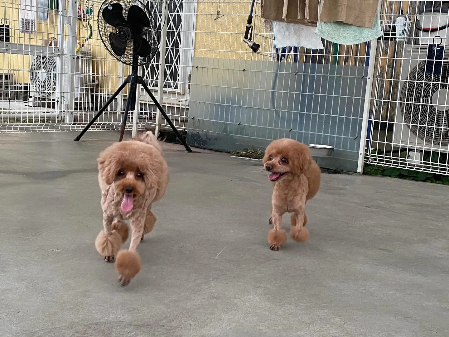 桃丸&いちぼ&ミミ🐾