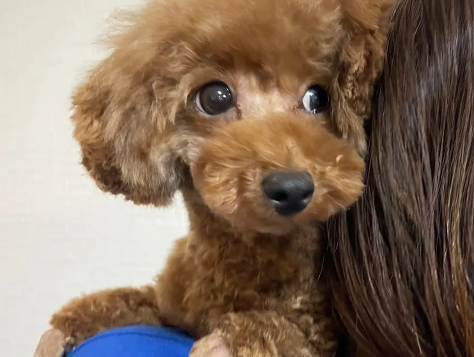 桃丸&いちぼ&ミミ🐾