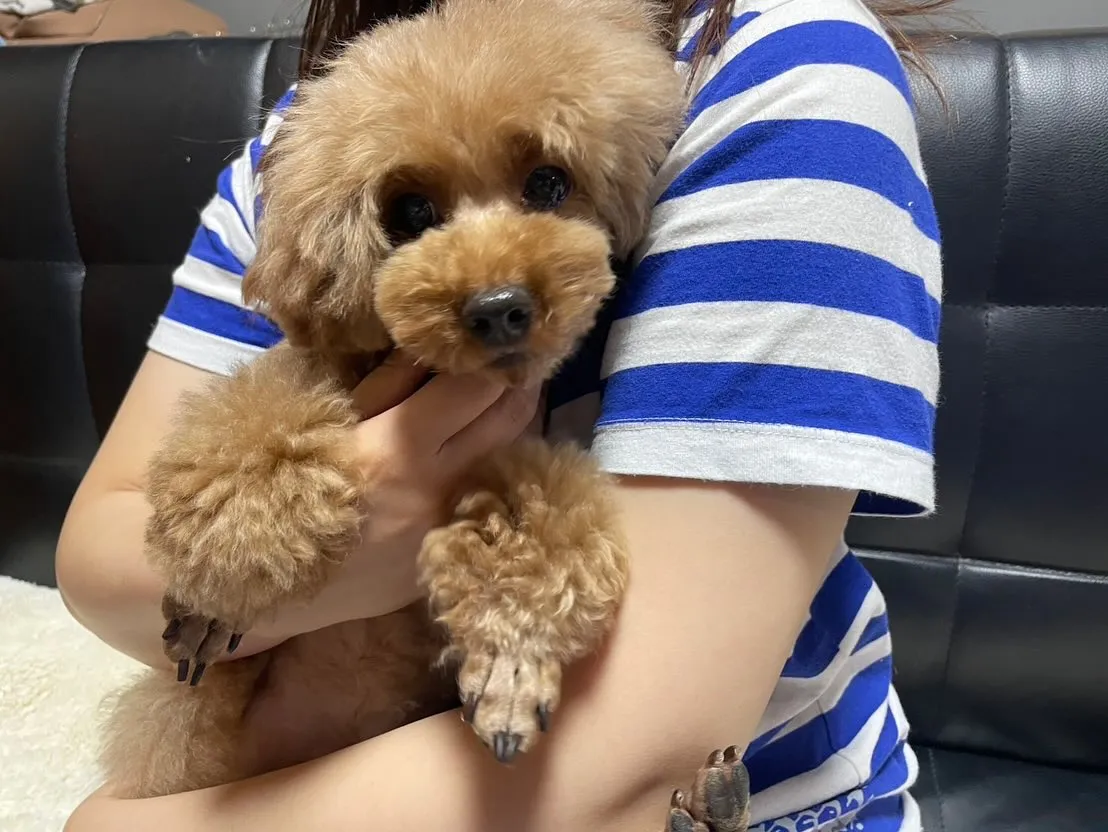 桃丸&いちぼ&ミミ🐾