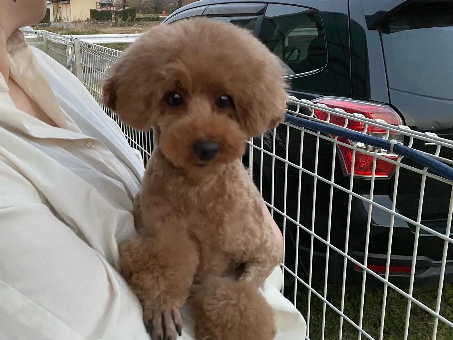 桃丸&いちぼ&ミミ🐾