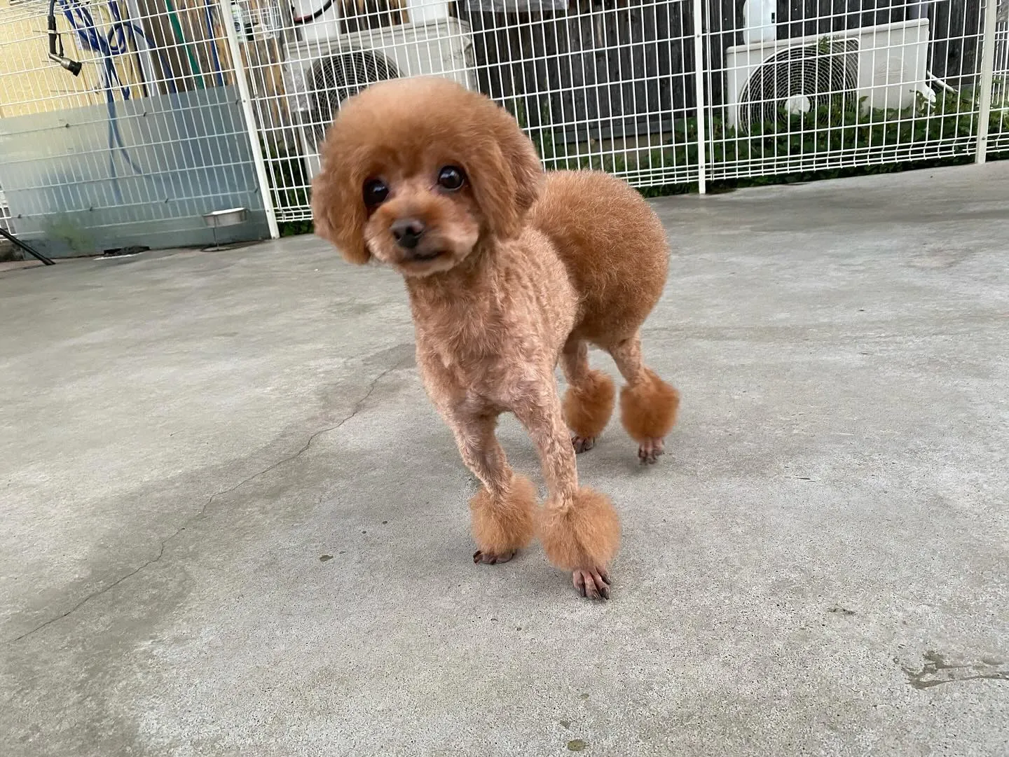 桃丸&いちぼ&ミミ🐾