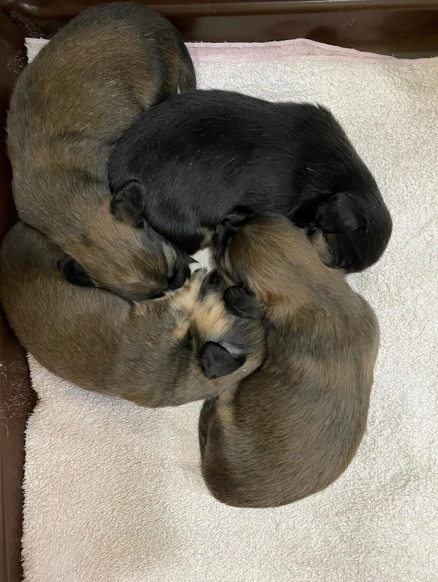 2025.7.20生まれの子犬たち🐾